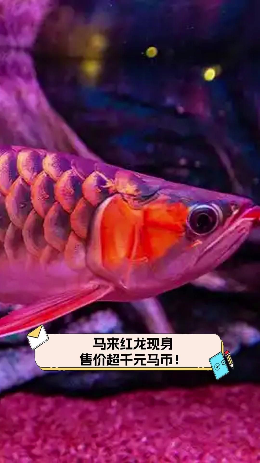馬來西亞紅龍55公分左右能賣多少錢【馬來西亞紅龍魚價格大揭秘:從幾千到幾萬你知道嗎】 馬來西亞紅龍55公分左右能賣多少錢【馬來西亞紅龍魚價格大揭秘:從幾千到幾萬你知道嗎】 龍魚百科 第1張