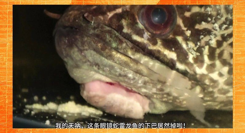 雷龍魚腸炎能不能自愈【如何判斷雷龍魚腸炎是否嚴重】