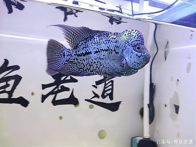 雷龍魚腸炎能不能自愈【如何判斷雷龍魚腸炎是否嚴重】