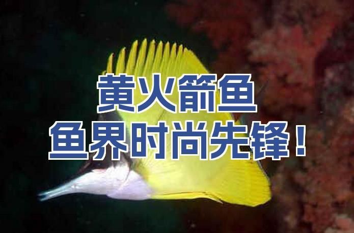 皇家火箭魚最正宗的魚【皇家火箭魚——黃火箭魚】