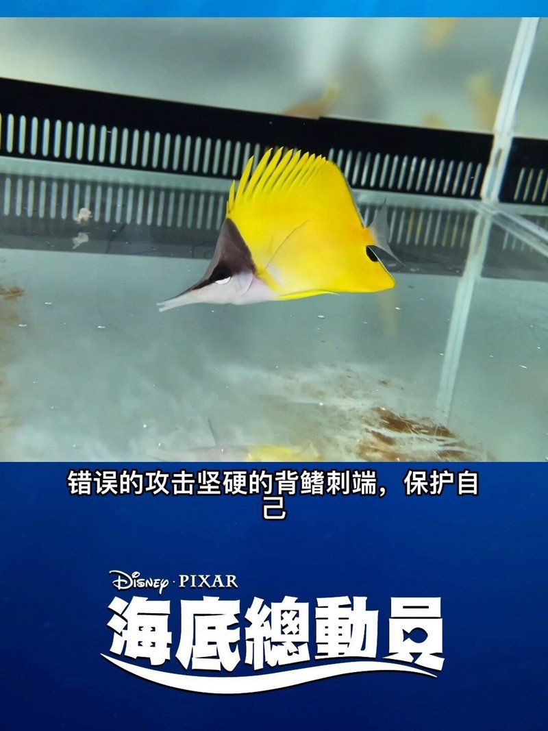 皇家火箭魚最正宗的魚【皇家火箭魚——黃火箭魚】