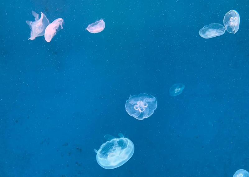 九江縣水族店【5月1日九江海底世界、大中路歷史文化街區(qū)“歡樂亮相”】