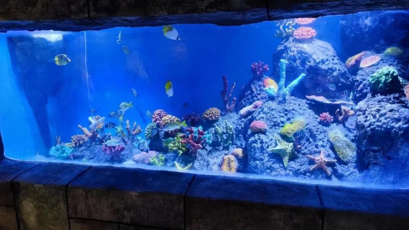 九江縣水族店【5月1日九江海底世界、大中路歷史文化街區(qū)“歡樂亮相”】