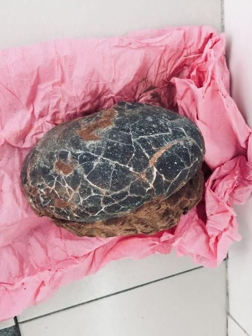 恐龍蛋100萬以上圖片【世界上最珍貴的品種—恐龍蛋化石在江西亮相】