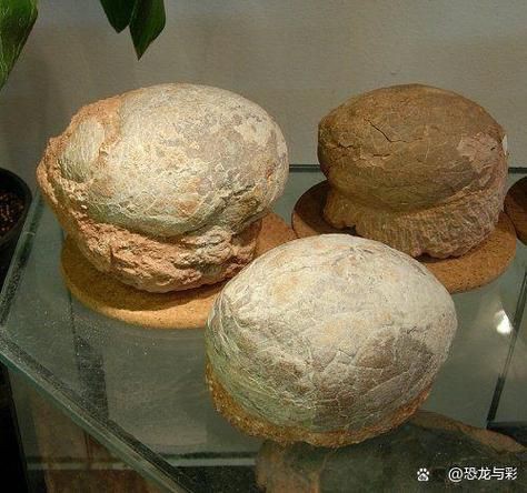 恐龍蛋100萬以上圖片【世界上最珍貴的品種—恐龍蛋化石在江西亮相】
