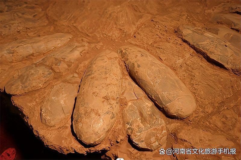 恐龍蛋100萬以上圖片【世界上最珍貴的品種—恐龍蛋化石在江西亮相】