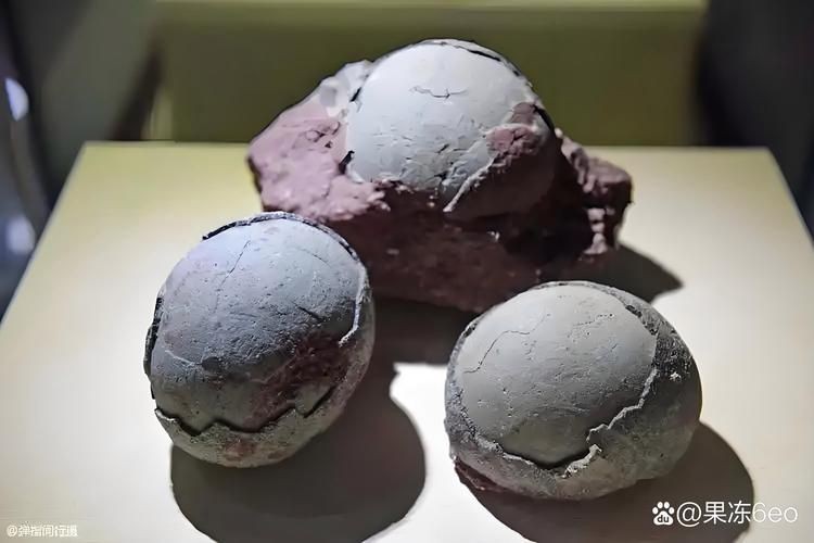 恐龍蛋100萬以上圖片【世界上最珍貴的品種—恐龍蛋化石在江西亮相】