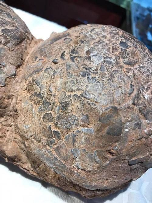 恐龍蛋100萬以上圖片【世界上最珍貴的品種—恐龍蛋化石在江西亮相】