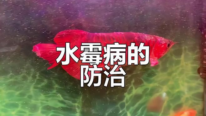 如何預防龍魚再次感染霉菌？【如何預防龍魚再次感染霉菌】 如何預防龍魚再次感染霉菌？【如何預防龍魚再次感染霉菌】 龍魚百科 第6張