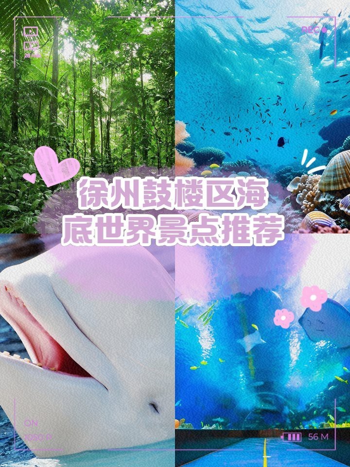 徐州鼓樓水族店【徐州鼓樓區水族店分布廣泛且各具特色且各具特色】