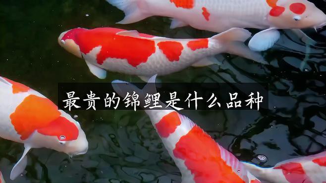 丹頂錦鯉哪個品種最值錢【丹頂錦鯉多少錢一條附丹頂錦鯉多少錢一條林業衛士展開】