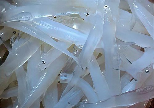 申古銀版魚(yú)最忌三種食物圖片【申古銀版魚(yú)的飲食禁忌】