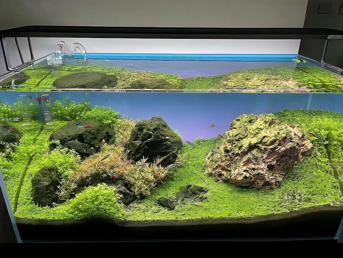 鎮江魚缸維護【鎮江地區的魚缸維護服務涵蓋多項專業內容】