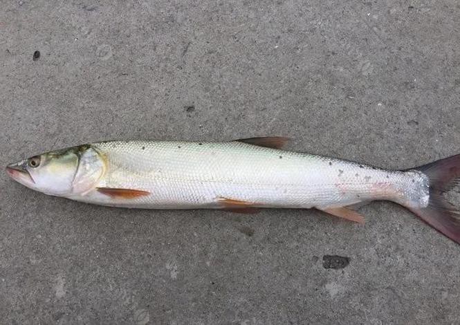 淡水老虎魚圖片大全【“淡水老虎魚”有多猛一條魚清空一片魚塘】
