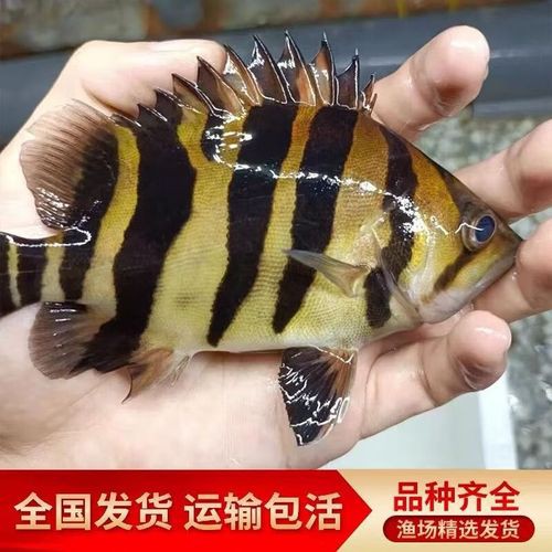 淡水老虎魚圖片大全【“淡水老虎魚”有多猛一條魚清空一片魚塘】