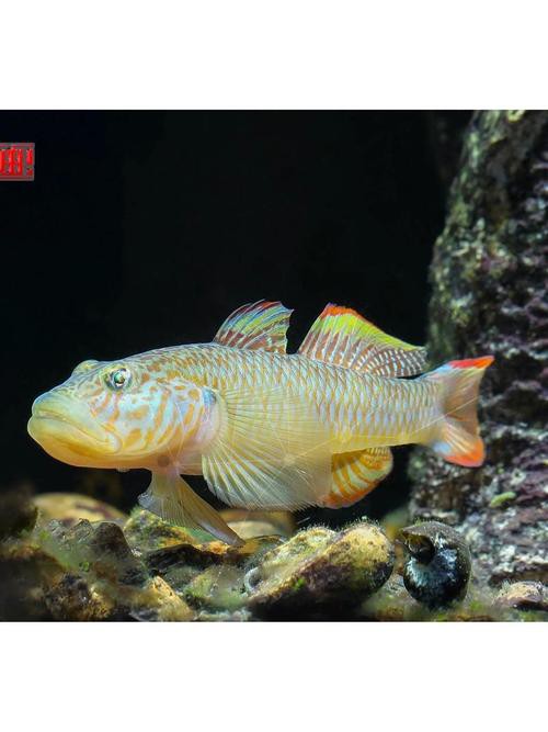 淡水老虎魚圖片大全【“淡水老虎魚”有多猛一條魚清空一片魚塘】