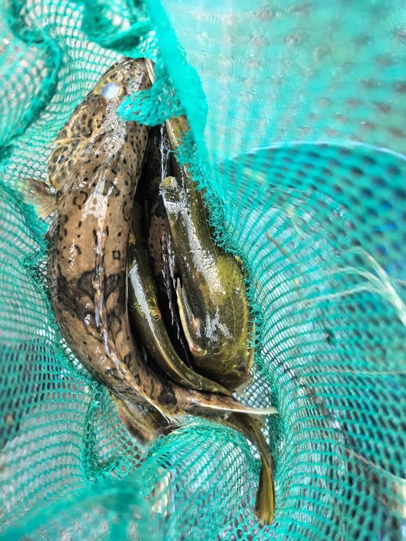 淡水老虎魚圖片大全【“淡水老虎魚”有多猛一條魚清空一片魚塘】