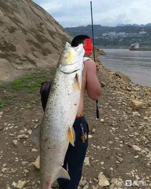 淡水老虎魚圖片大全【“淡水老虎魚”有多猛一條魚清空一片魚塘】