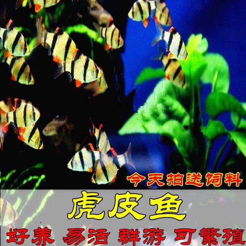 淡水老虎魚圖片大全【“淡水老虎魚”有多猛一條魚清空一片魚塘】