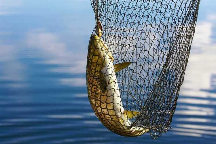 撈魚網兜圖片【《撈魚網兜圖片》】