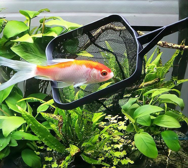 撈魚網兜圖片【《撈魚網兜圖片》】