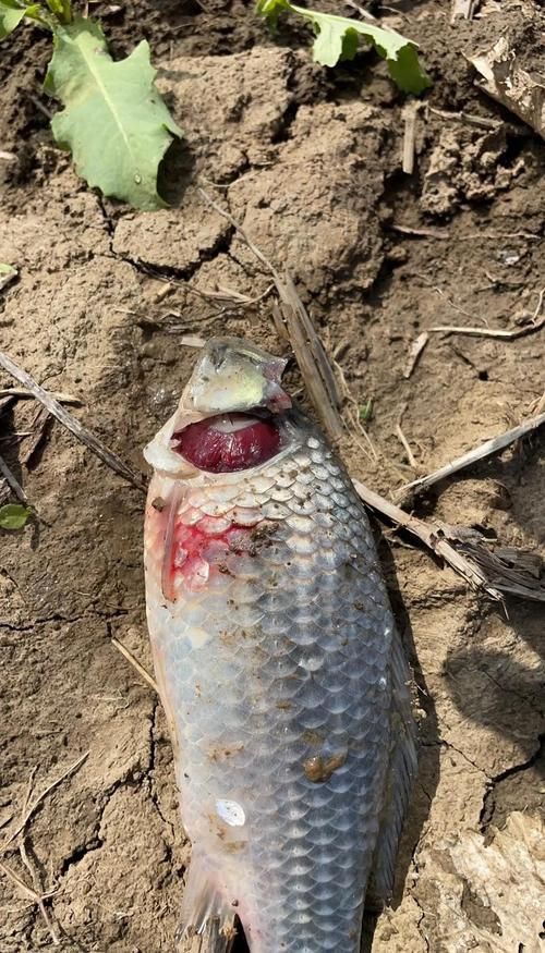 魚身上潰爛的癥狀圖片【關(guān)于魚身上潰爛的癥狀圖片】