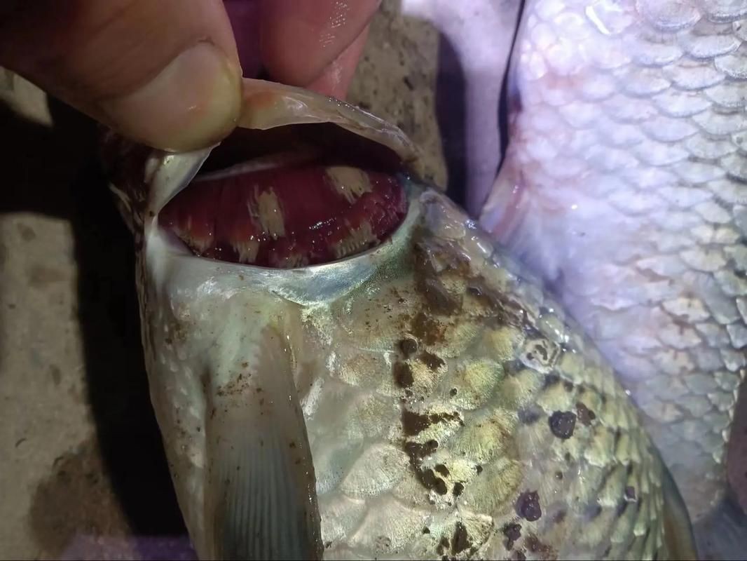 魚身上潰爛的癥狀圖片【關(guān)于魚身上潰爛的癥狀圖片】