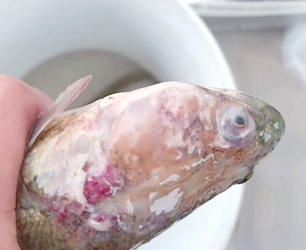 魚身上潰爛的癥狀圖片【關于魚身上潰爛的癥狀圖片】