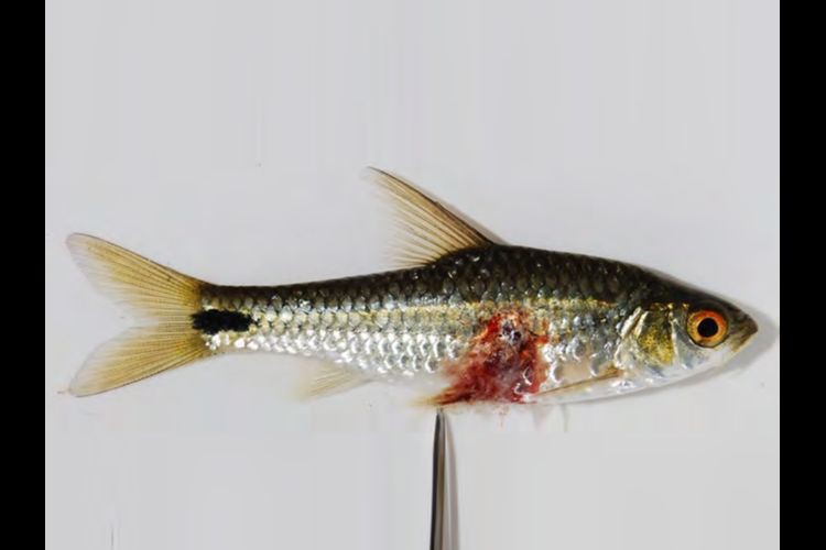 魚身上潰爛的癥狀圖片【關(guān)于魚身上潰爛的癥狀圖片】