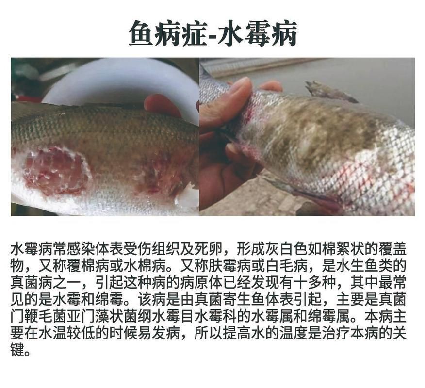 魚身上潰爛的癥狀圖片【關(guān)于魚身上潰爛的癥狀圖片】