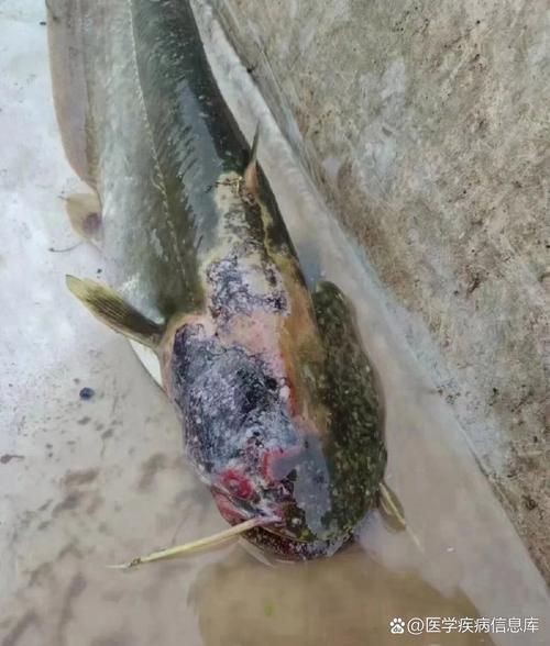 魚身上潰爛的癥狀圖片【關(guān)于魚身上潰爛的癥狀圖片】