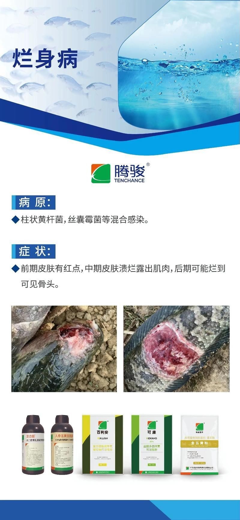 魚身上潰爛的癥狀圖片【關(guān)于魚身上潰爛的癥狀圖片】