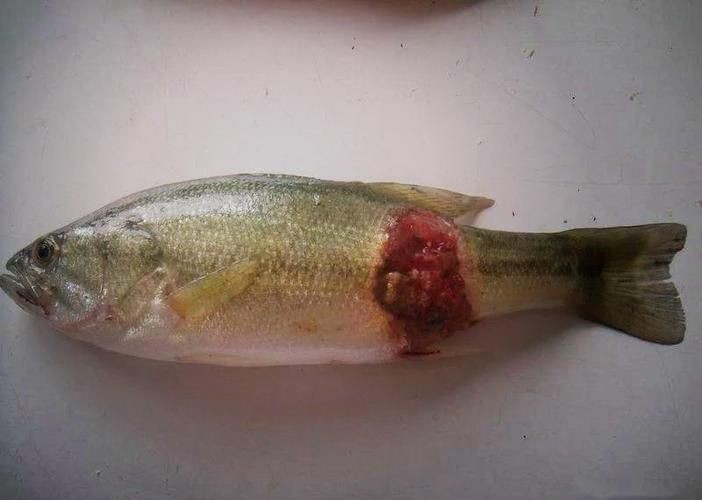 魚身上潰爛的癥狀圖片【關(guān)于魚身上潰爛的癥狀圖片】