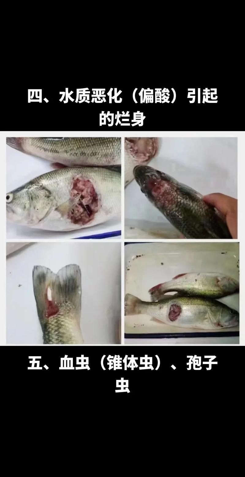 魚身上潰爛的癥狀圖片【關(guān)于魚身上潰爛的癥狀圖片】
