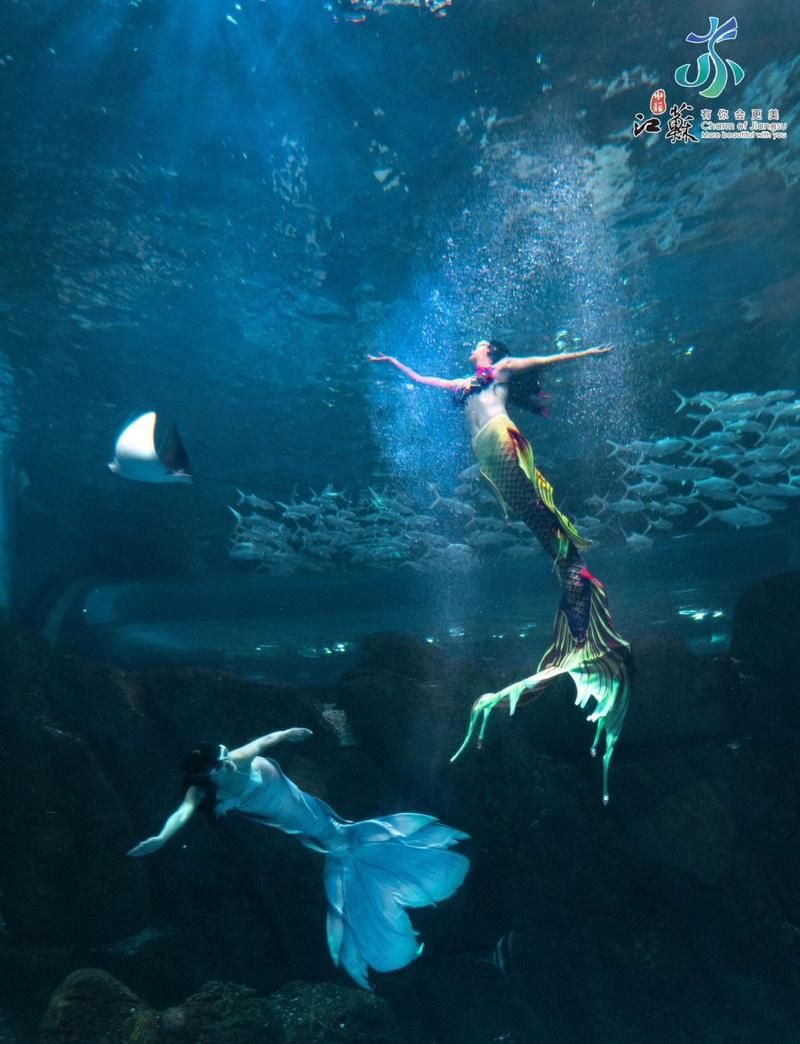 淮安水族店【關(guān)于“淮安水族店”的介紹】 淮安水族店【關(guān)于“淮安水族店”的介紹】 全國水族館企業(yè)名錄 第6張