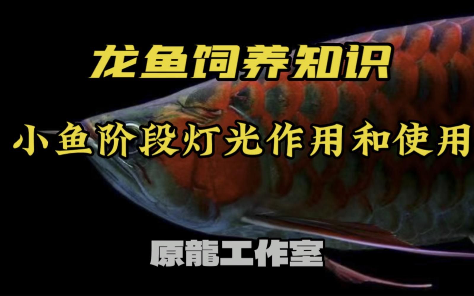 如何判斷龍魚是否適應當前燈光？【如何判斷龍魚是否適應當前燈光的適應性至關重要】