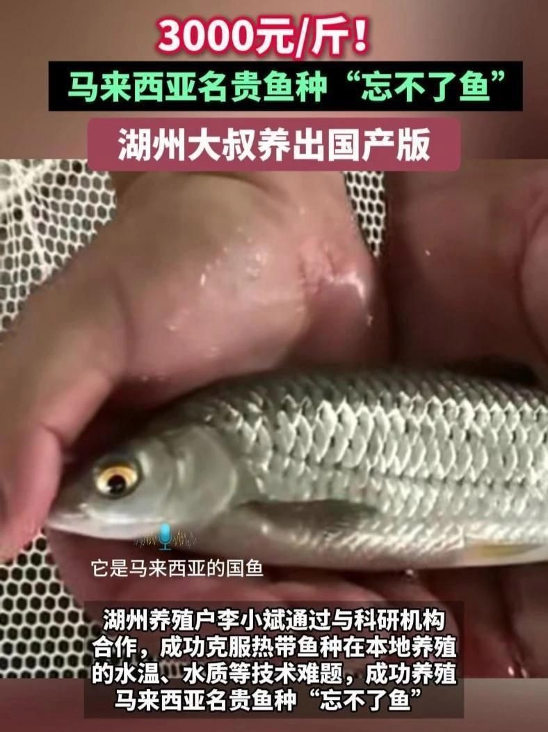 馬來忘不了魚圖片多少錢【馬來西亞名貴魚種“忘不了魚”,湖州大叔養出國產版!】