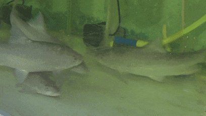馬來忘不了魚圖片多少錢【馬來西亞名貴魚種“忘不了魚”,湖州大叔養出國產版!】