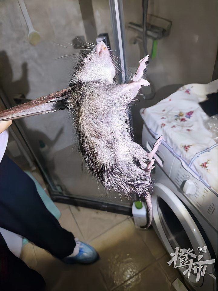 滅鼠公司收費(fèi)明細(xì)【《滅鼠公司收費(fèi)明細(xì)》】 滅鼠公司收費(fèi)明細(xì)【《滅鼠公司收費(fèi)明細(xì)》】 龍魚(yú)百科 第6張