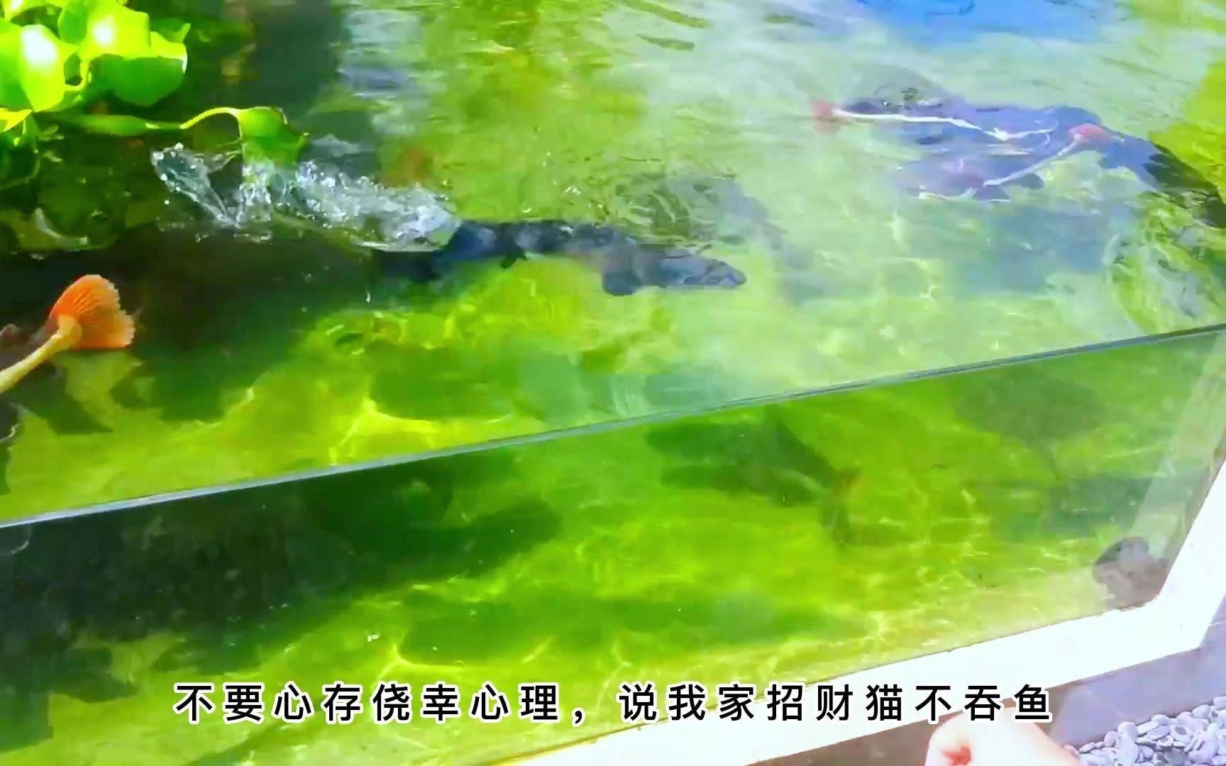 招財(cái)貓魚(yú)的最佳混養(yǎng)伙伴【招財(cái)貓魚(yú)混養(yǎng)最佳搭配】