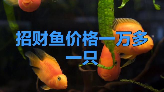 30公分的招財魚多少錢一條【招財魚價格多少錢一只】