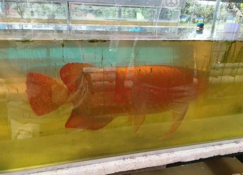 什么血統(tǒng)的紅龍最好【《什么紅龍統(tǒng)的紅龍可能是性價比更高的選擇何種血統(tǒng)】