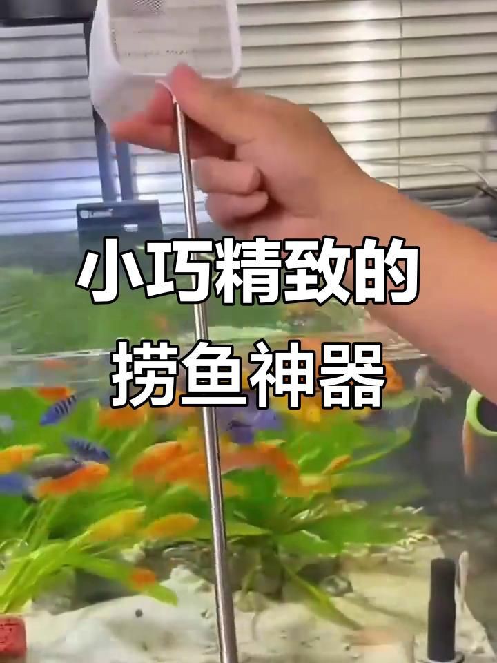 撈魚網小魚【《撈魚網小魚》】