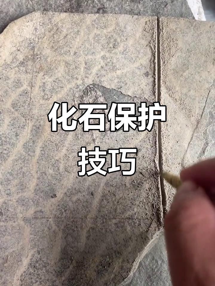 魚龍化石如何保存？【《魚龍化石如何保存》魚龍化石如何保存視頻教你輕松搞定】