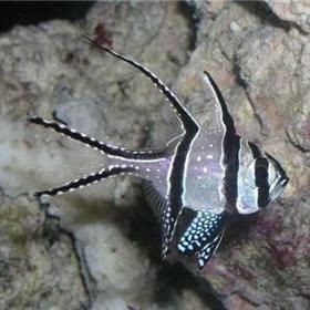 玫瑰銀版魚最忌三種東西【吃銀魚有哪些禁忌嗎】