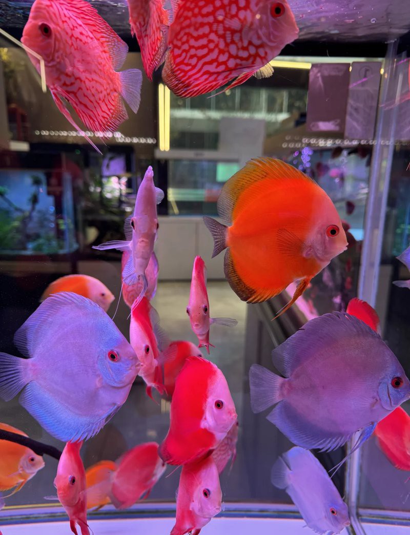 七彩龍魚屬于什么檔次【七彩龍魚是什么魚】