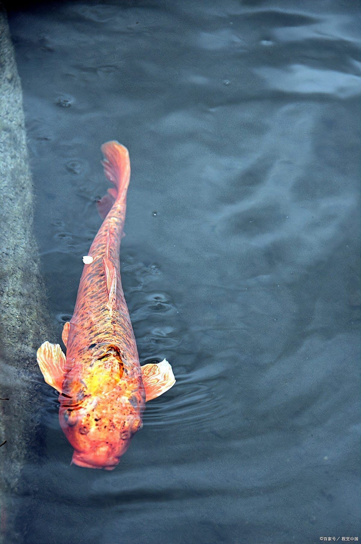 好緋寫錦鯉的三個標準【《好緋寫錦鯉的三個標準》聚焦于界定優(yōu)質(zhì)緋寫錦鯉的標準】 全國水族館企業(yè)名錄 第6張 好緋寫錦鯉的三個標準【《好緋寫錦鯉的三個標準》聚焦于界定優(yōu)質(zhì)緋寫錦鯉的標準】 好緋寫錦鯉的三個標準【《好緋寫錦鯉的三個標準》聚焦于界定優(yōu)質(zhì)緋寫錦鯉的標準】 全國水族館企業(yè)名錄 第6張