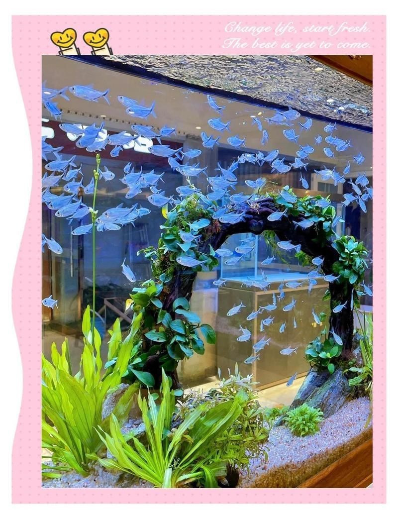 石家莊魚缸批發市場【石家莊家用魚缸批發市場】