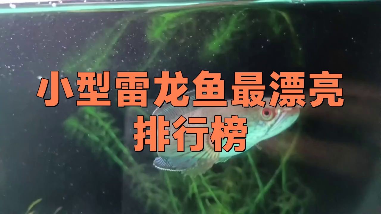 十大最漂亮小型龍魚【十大最漂亮的小型龍魚品種】