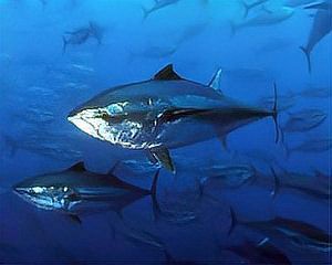 世界上最貴的海魚排名【世界上最貴的魚類排名】 世界上最貴的海魚排名【世界上最貴的魚類排名】 龍魚論壇 第5張